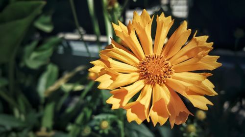 Close-up of yellow flower