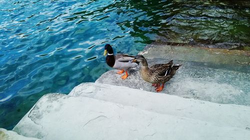 High angle view of mallard duck on lake