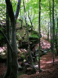 Trees in forest