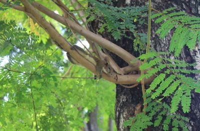 View of a tree