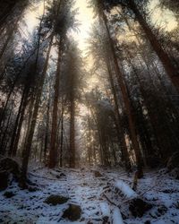 Snow covered trees in forest