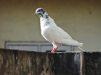 Close-up of pigeon perching on wooden post