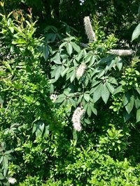 Plants growing on tree