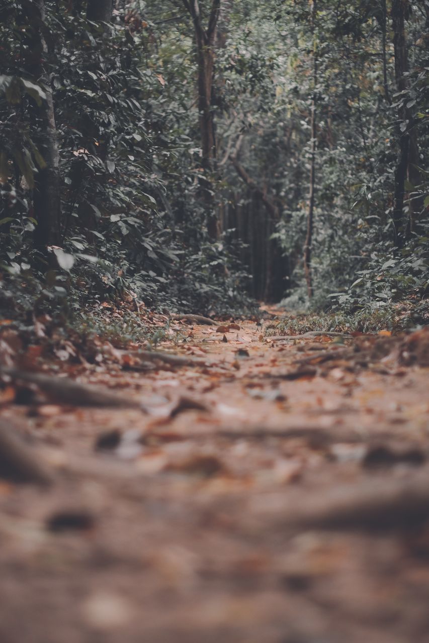 tree, nature, forest, land, plant, no people, soil, selective focus, day, plant part, natural environment, leaf, tree trunk, outdoors, sunlight, trunk, woodland, autumn, footpath, wood, tranquility, dirt, road, the way forward, surface level, focus on background