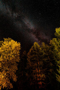 Low angle view of trees against sky at night