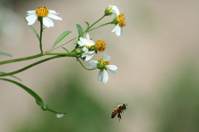 Close-up of butterfly on flower