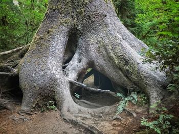 Close-up of tree trunk in forest