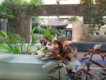 View of a cat on plant