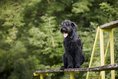 Portrait of dog during obedience training. giant schnauzer on obstacle course.