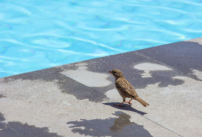 High angle view of bird on swimming pool