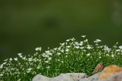 White flowers growing in field