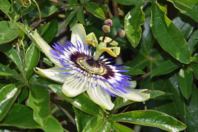 Close-up of purple flower on plant
