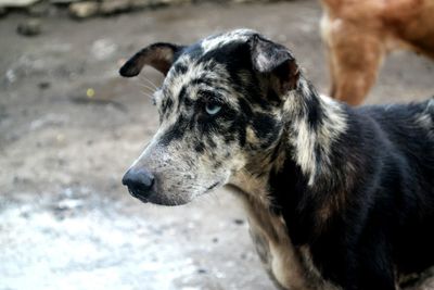 Close-up portrait of black dog