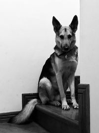 Portrait of dog sitting against wall at home
