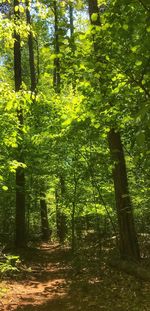 Trees growing in forest