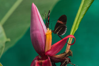 Close-up of multi colored flower