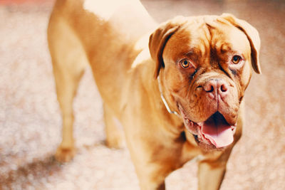 Close-up portrait of dog