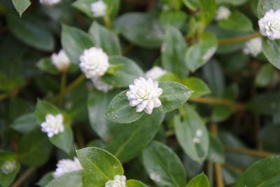 Close-up of white flowering plant