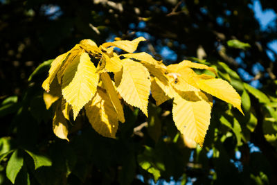 Close-up of yellow leaves