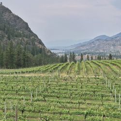 Vineyard in canadas okanagan valley