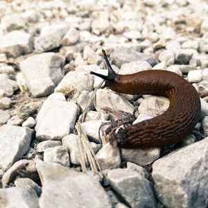 Brown snake on rocks