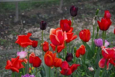 Red tulips blooming in park