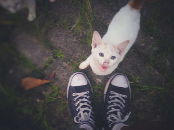 Low section of cat wearing shoes standing outdoors