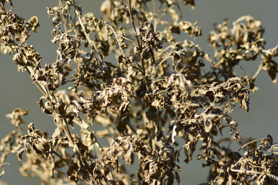 Low angle view of flower buds against clear sky