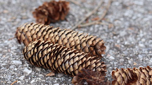 conifer cone