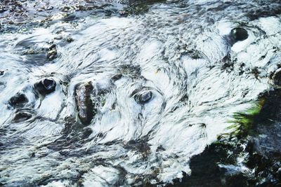 Close-up of turtle in water