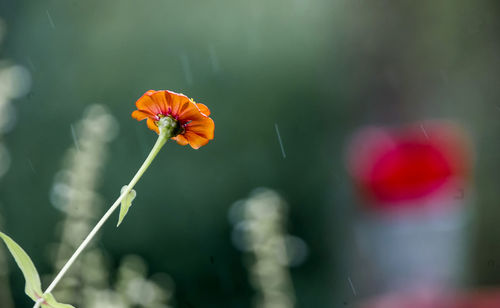 Close-up of orange flowering plant