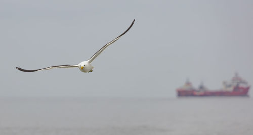 Flying kelp gull at the walvis bay near the coast of namibia