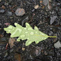 High angle view of wet maple leaf during autumn