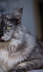 Close-up of a cat looking away