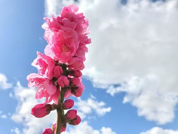 Low angle view of pink cherry blossoms against sky