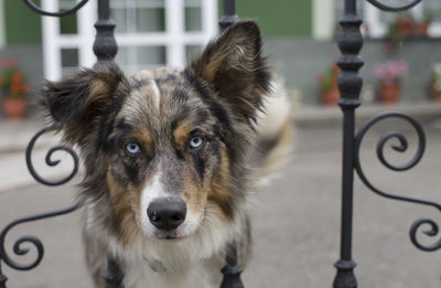 Close-up portrait of dog standing outdoors