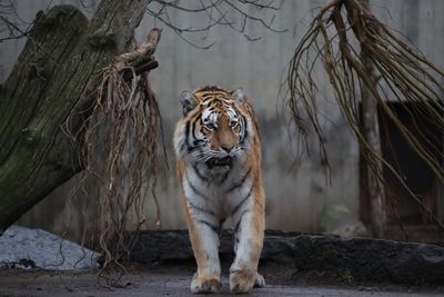 Cat in a zoo