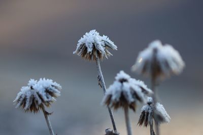 Close-up of dandelion