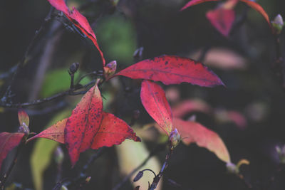 Close-up of red maple leaves