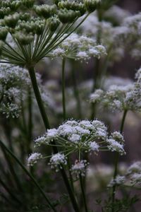 Close-up of snow covered plants