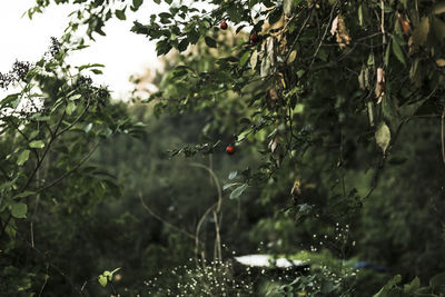 Trees on branch