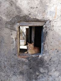 Cat sitting on wall