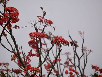 Low angle view of red berries on tree against sky