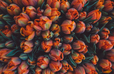 High angle view of tulips