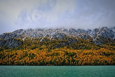Scenic view of trees against sky
