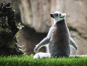 Close-up of rabbit on field