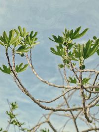 Close-up of plant against lake