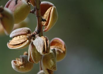 Close-up of almonds on branch