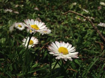 Close-up of white daisy blooming in field