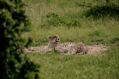 animal